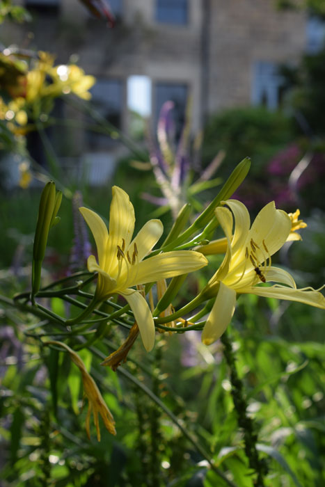 Hemerocallis altissima